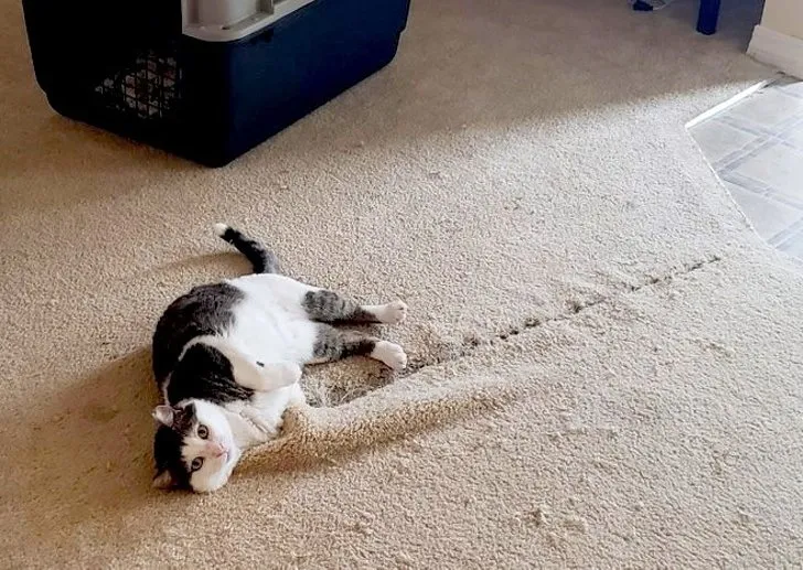 «Что? Теперь у вас есть повод сделать ремонт».