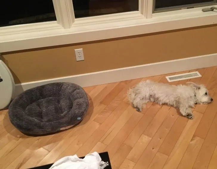И зачем хозяева купили ему лежанку?