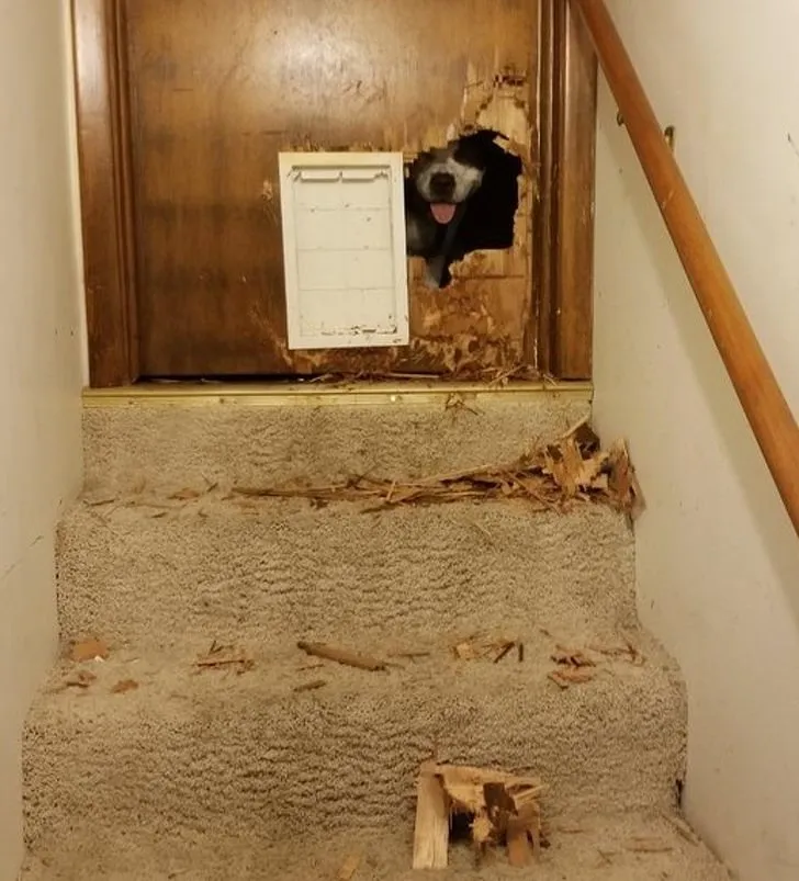 Кажется, он хотел, чтобы собачью дверь сделали в другом месте.