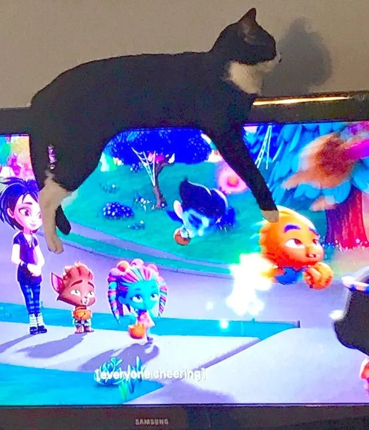 «Наша кошка уже несколько месяцев не дает нам нормально смотреть телевизор».