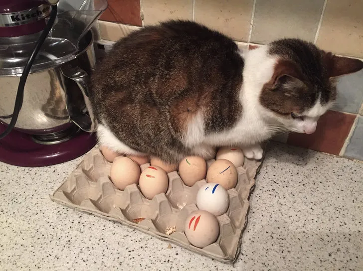 «В нашем доме пять кроватей и десять удобных стульев, но наша кошка все равно сидит на яйцах».