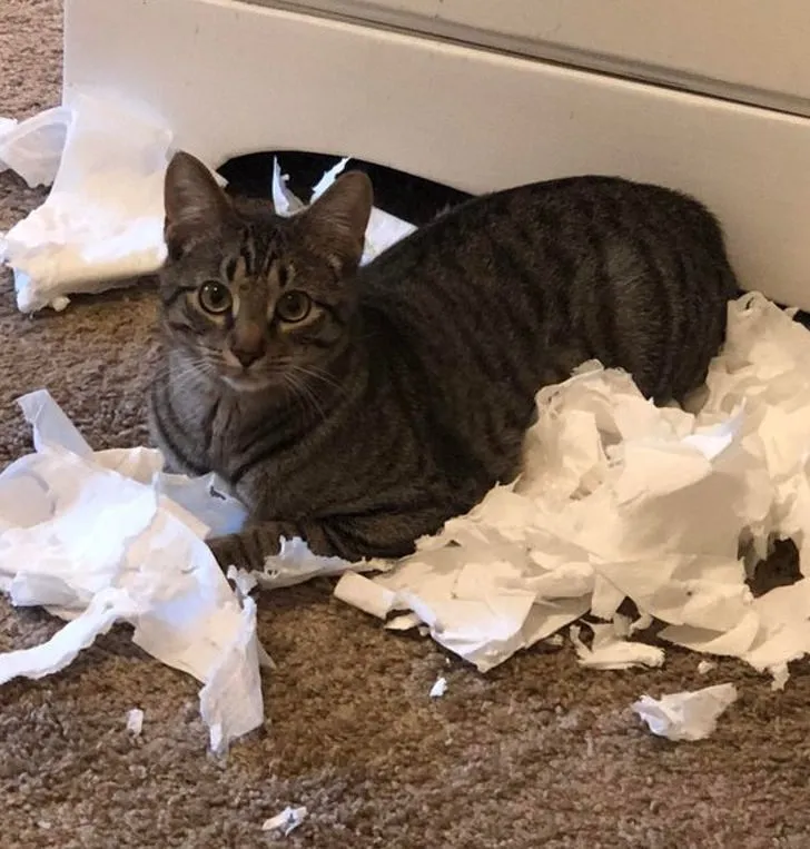 «Мам, туалетная бумага напала на меня. Но я поборол ее».