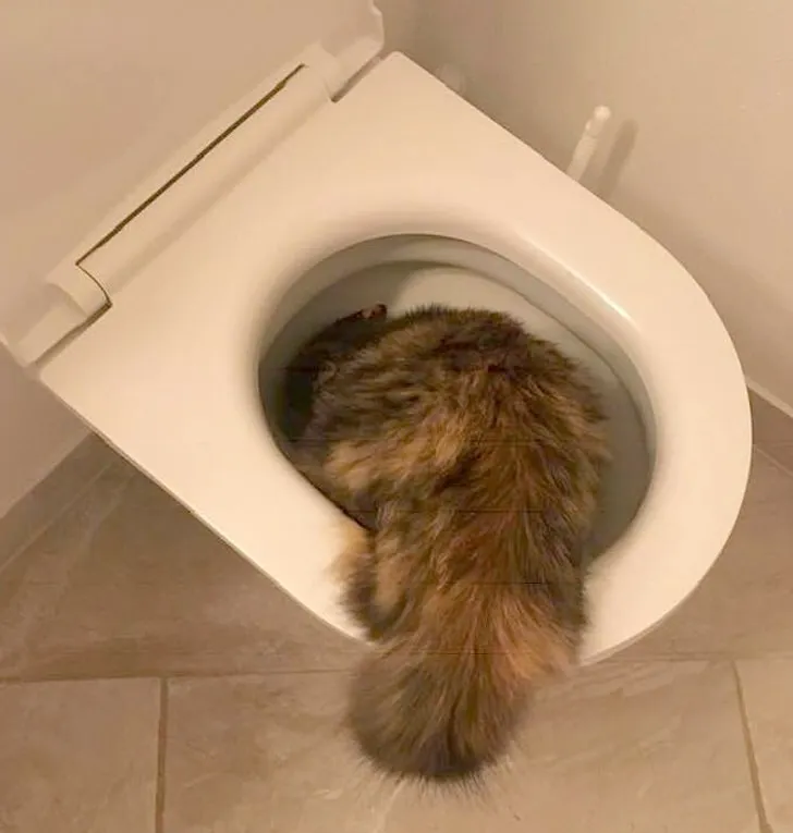 «Кто-нибудь, скажите моему коту, что унитаз — не место для игр».