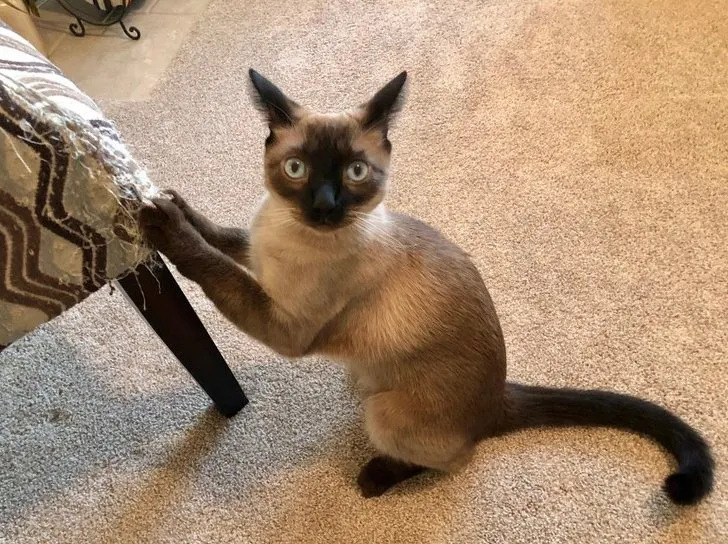 «Причина, по которой я не покупаю новую мебель».