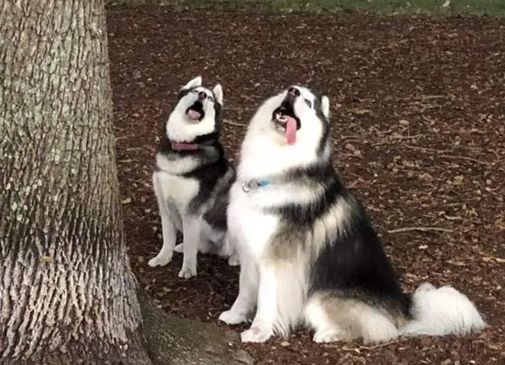 «Мои псы увидели белку и отказываются идти домой».