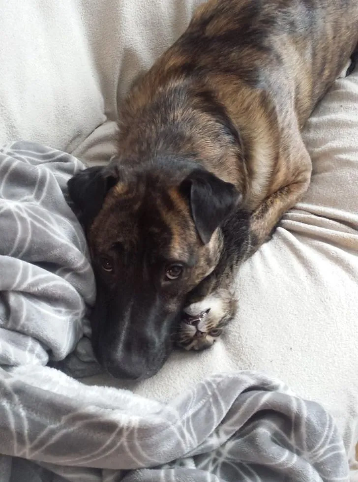 «Кот? Нет, я его не видел».