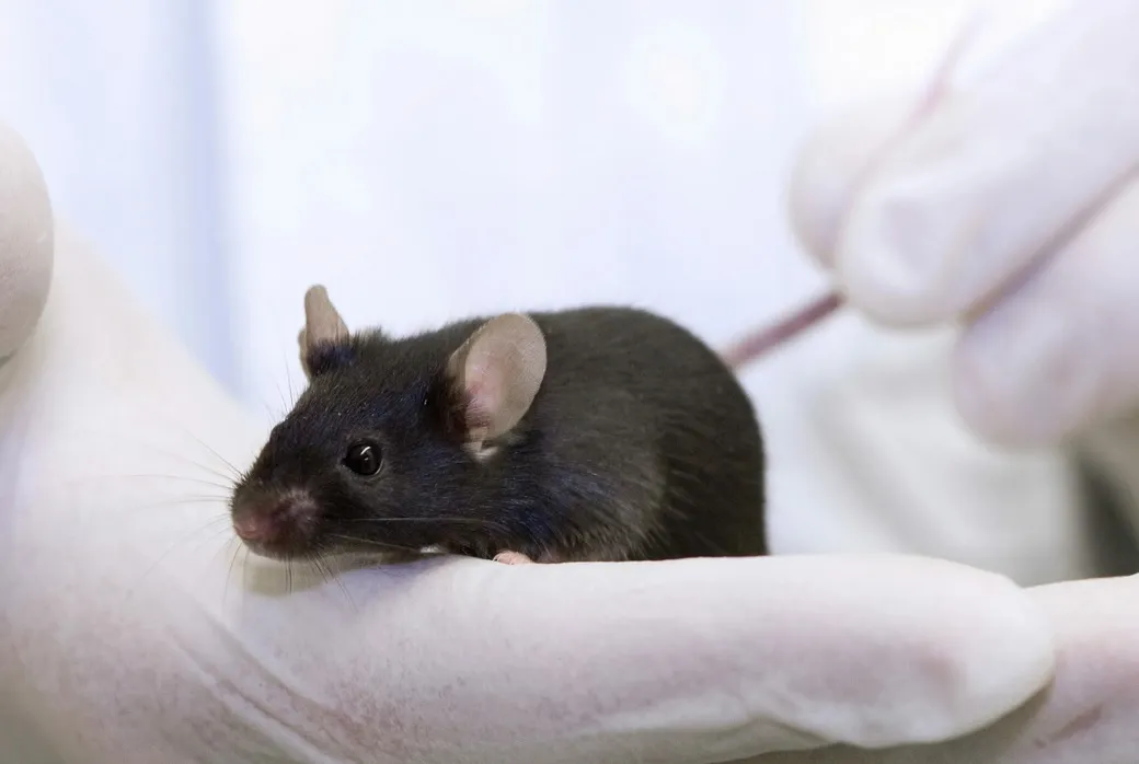 После манипуляции с геном Arrdc5 самцы мышей оказались неспособны к зачатию.