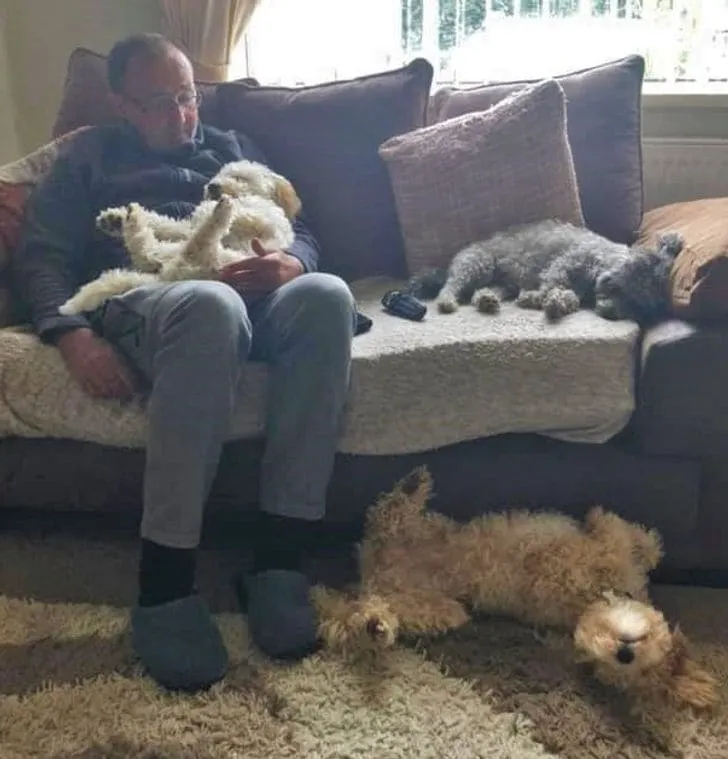 «Пару лет назад мой муж не хотел собаку, а теперь из-за них я не могу занять место на диване».