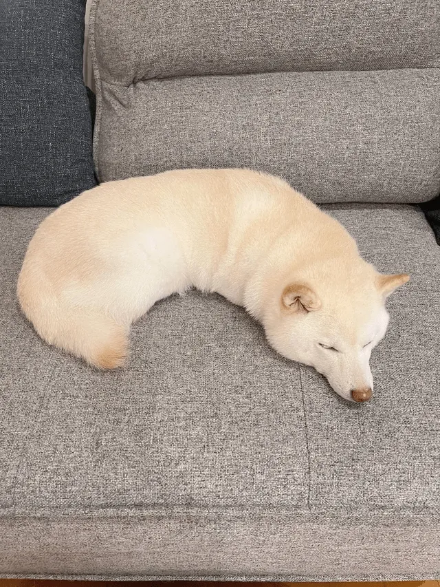 «Эта собака похожа на круассан».