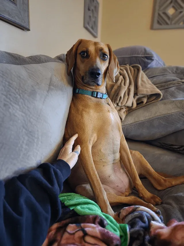 «Я перестал гладить ее на секунду, чтобы включить камеру».