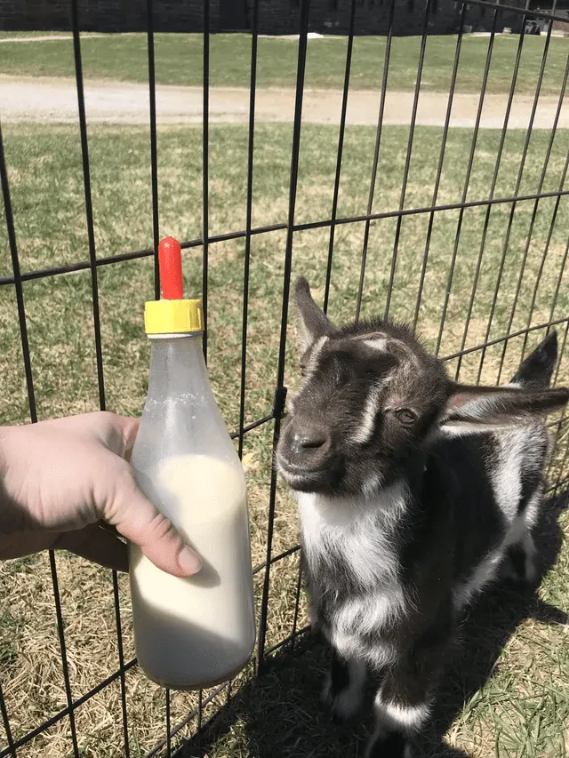 «Мои трое новых коллег уже хорошо освоились».