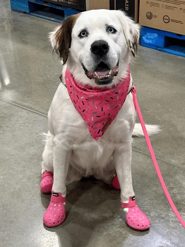 «Итак, теперь они делают кроксы  для собак, и теперь моя собака думает, что она супермодель».