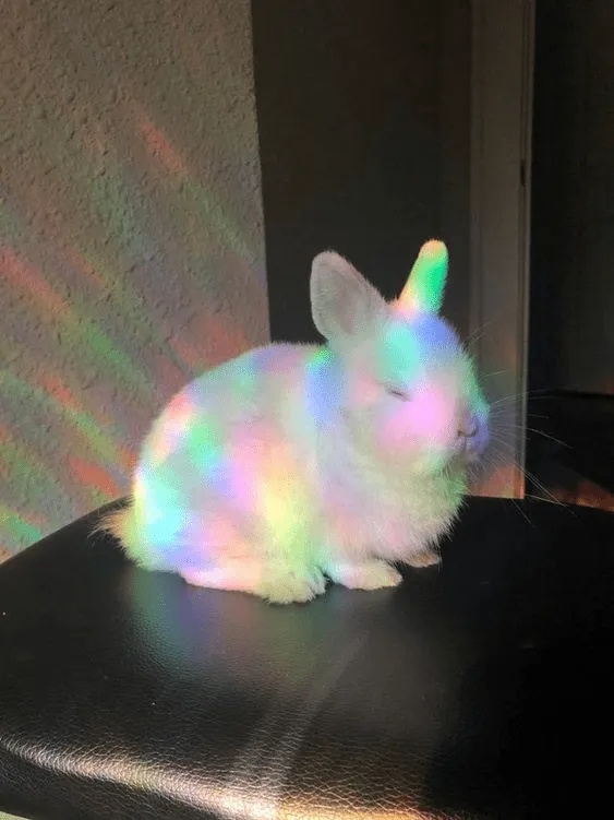 «Мой радужный кролик».