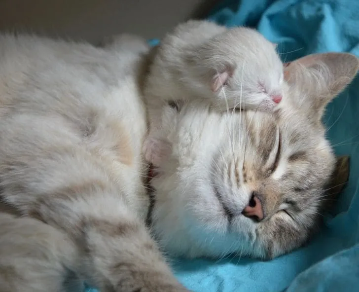 Сон рядом с мамой прекрасен.