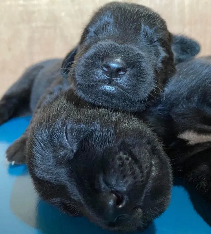 Брат — лучшая в мире подушка.