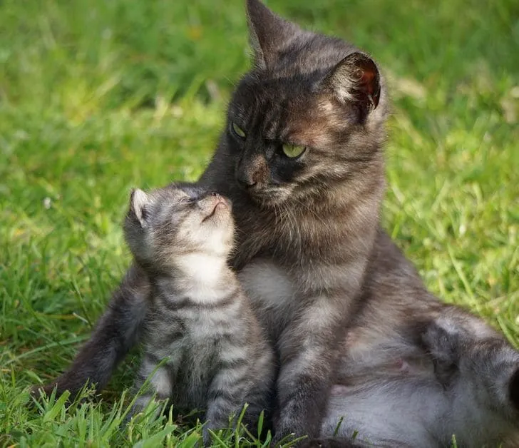 Этот котенок гордится своей мамой.