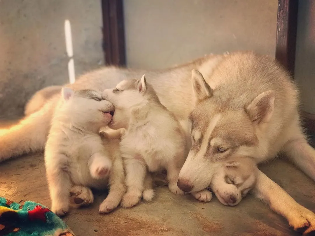 «Моя собака Мали и ее щенки».