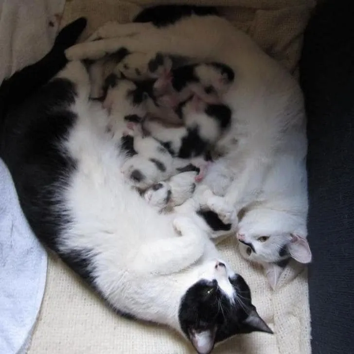 «Две мамы-кошки (мать и дочь), которые родили в одно и то же время и теперь совместно воспитывают восемь котят».