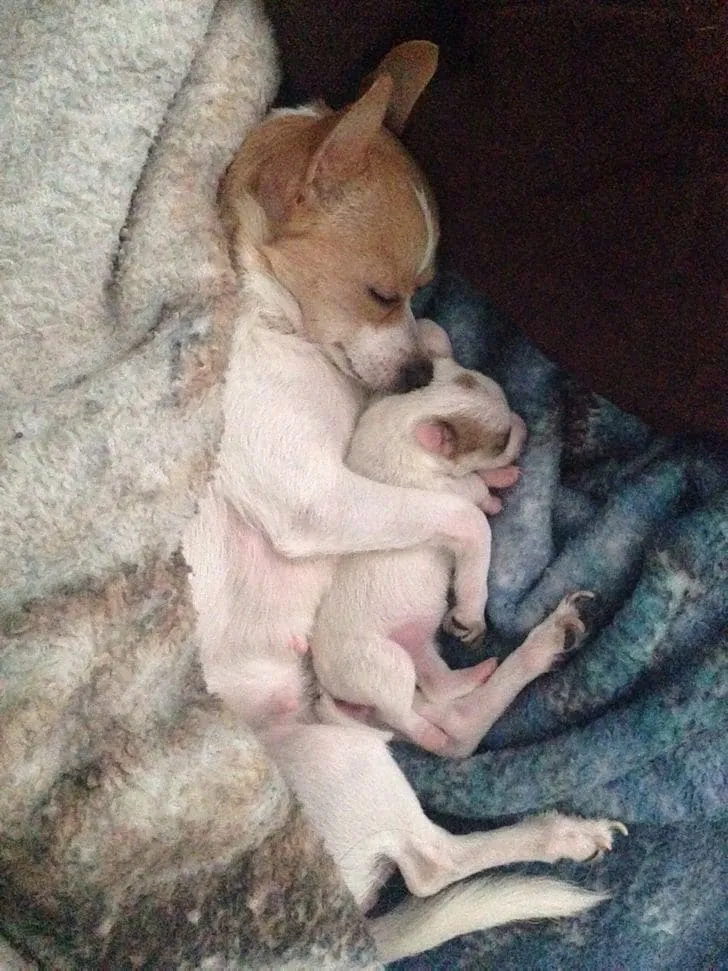 «Моя собака обнимает своего единственного щенка».