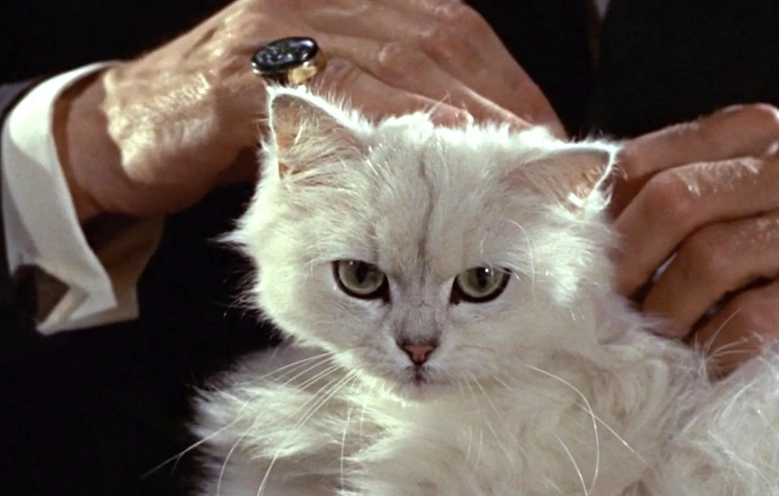 Белый персидский кот «007: Из России с любовью»