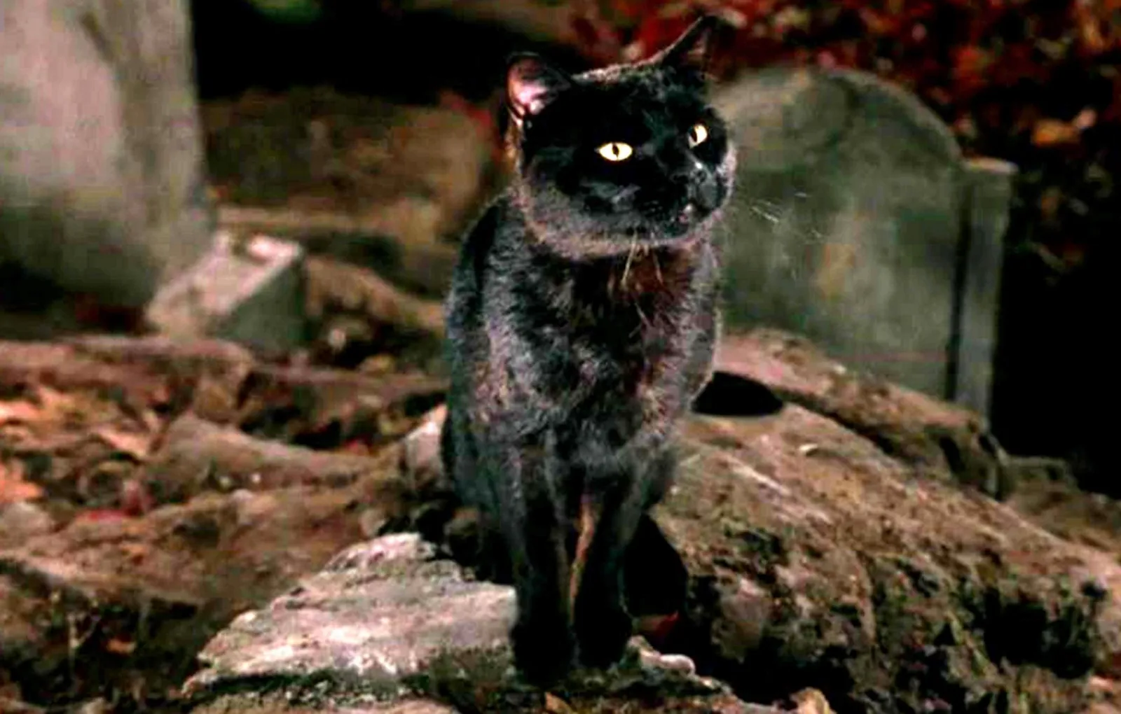 Бинкс «Фокус-покус»