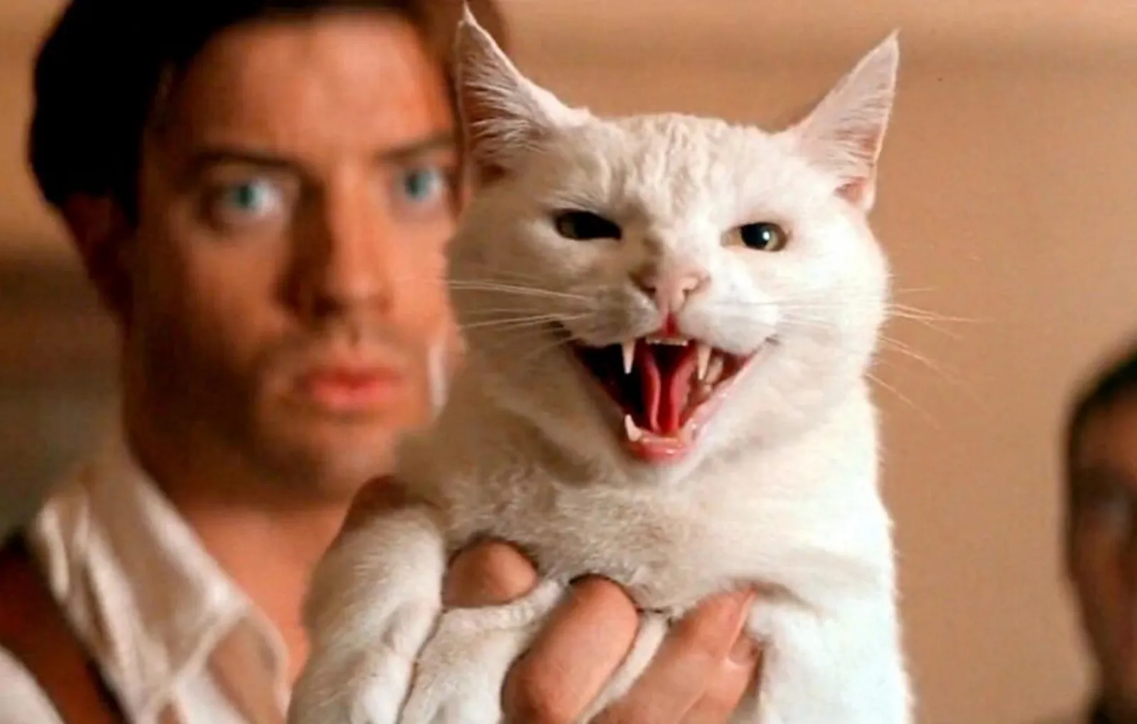 Котик из «Мумии»