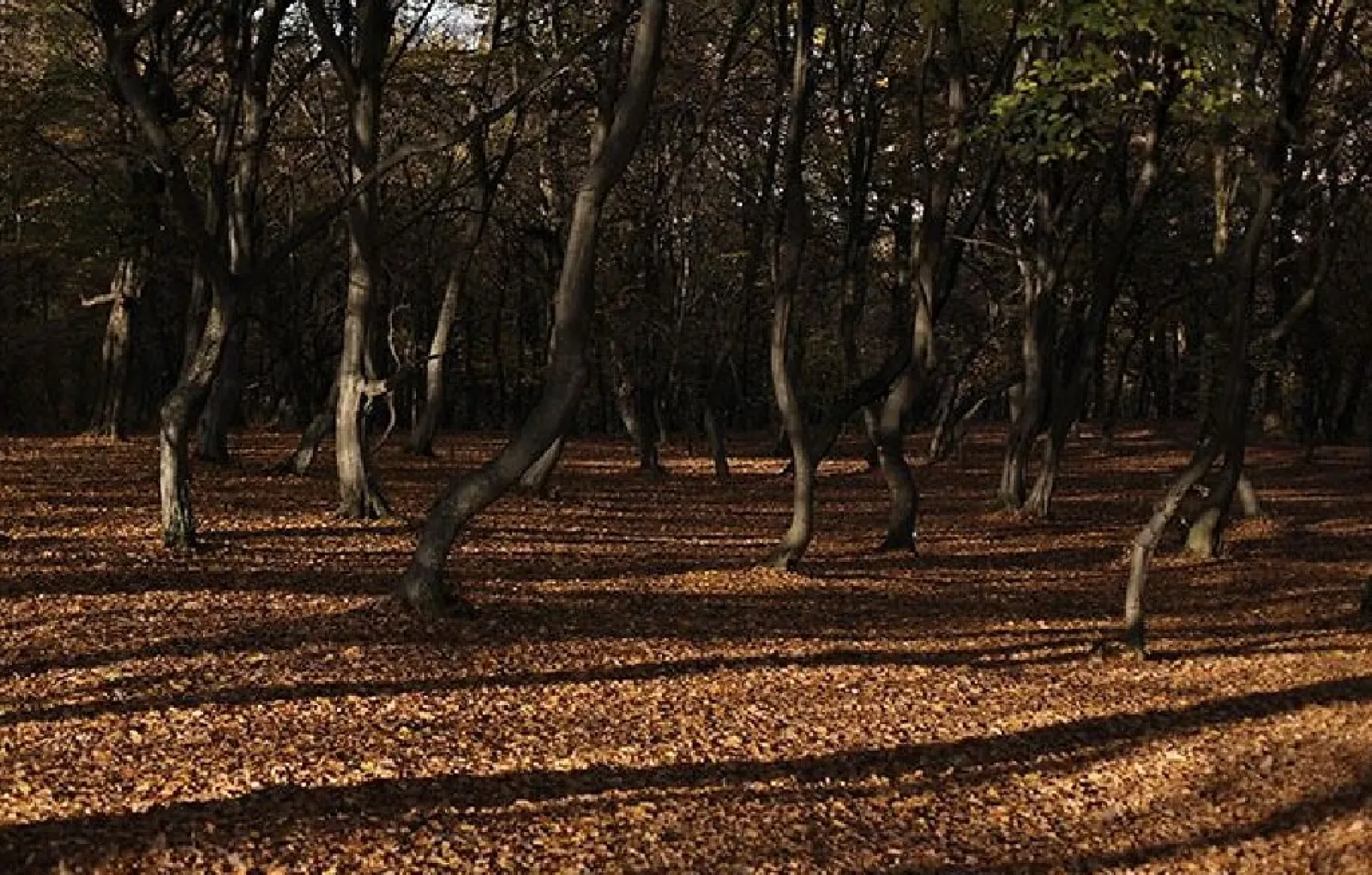 Лес Хойя-Бачу, Румыния.