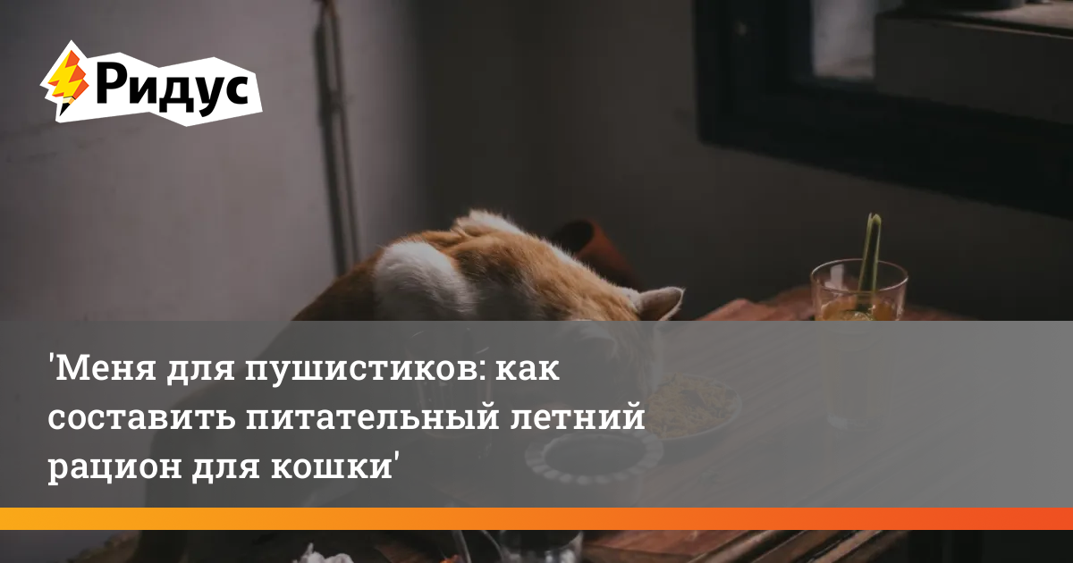 Меню для пушистиков: как составить питательный летний рацион для кошки