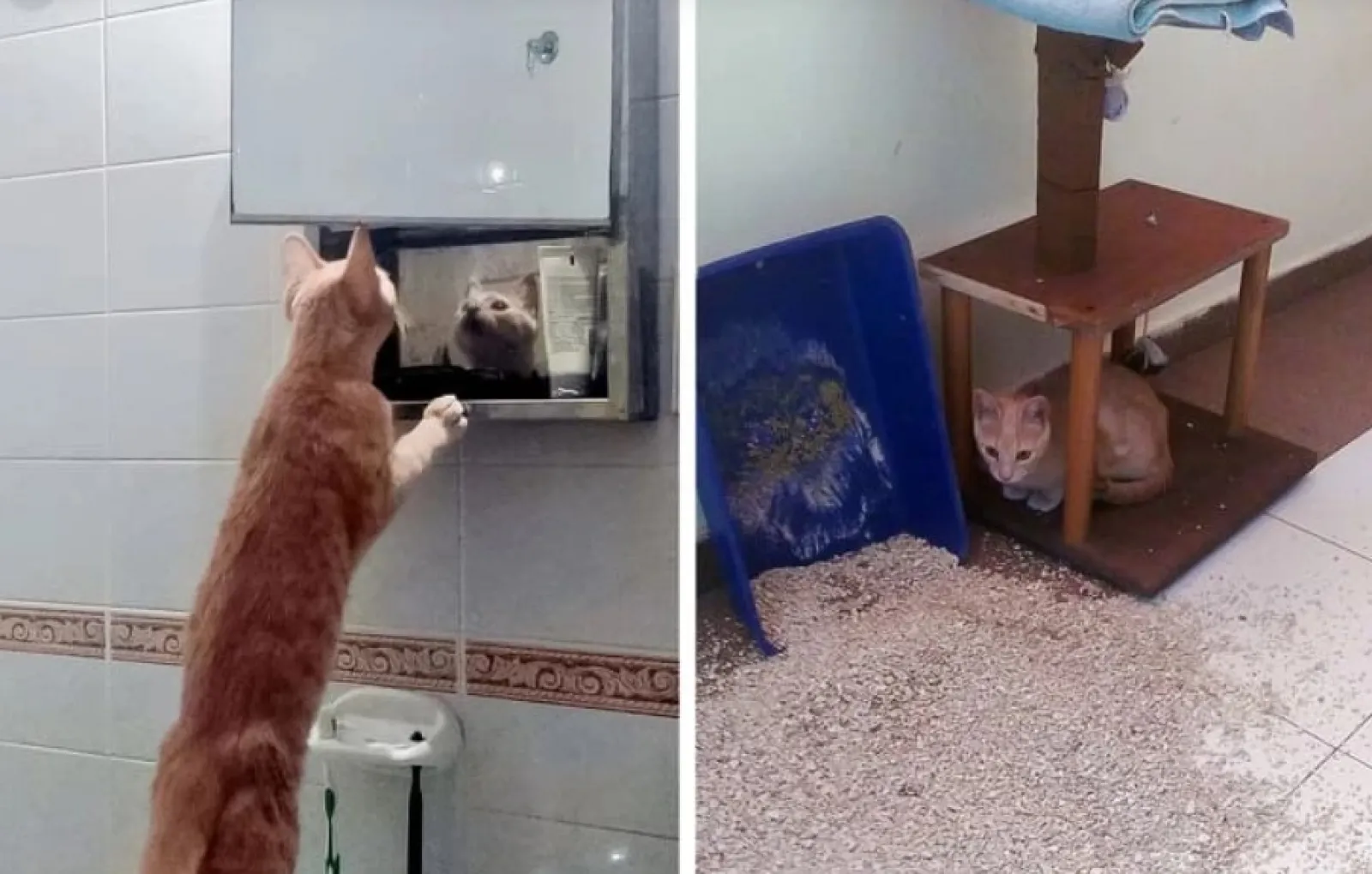  «Мой кот любит смотреть на себя в зеркало, а еще, если на него никто не обращает внимания, он устраивает беспорядок».