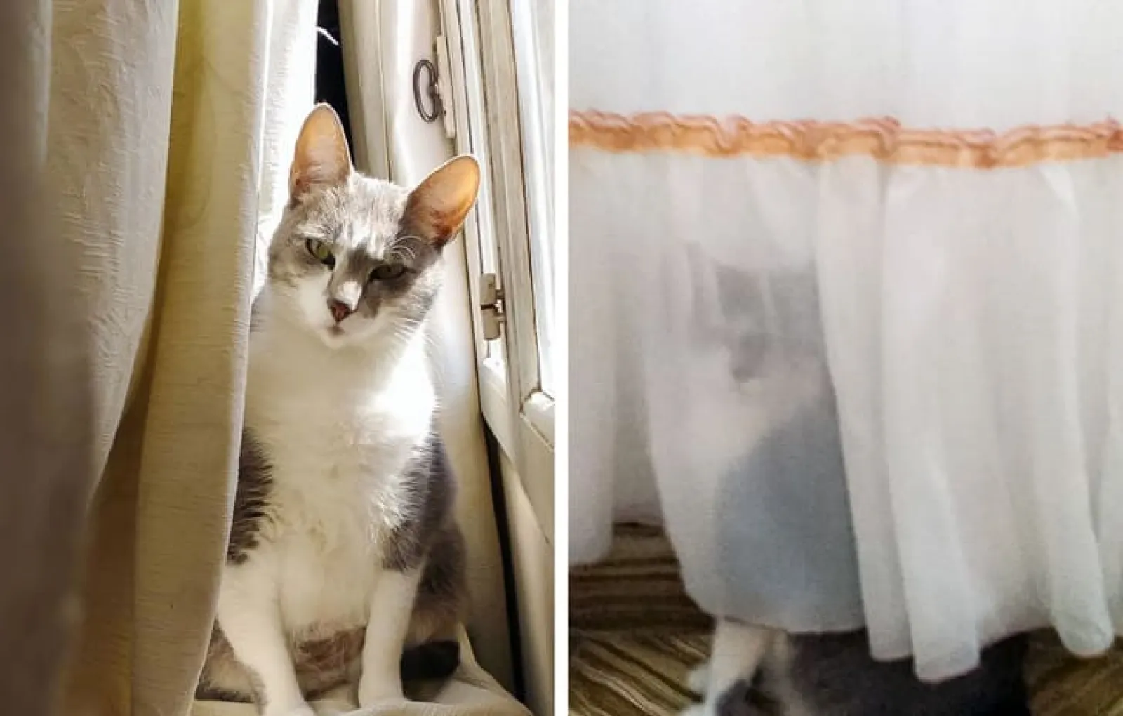 «Когда мы спрашиваем нашу кошку: «Где Гала?», она прячется за занавесками. Потом мы делаем вид, что ищем ее, а когда находим, она прыгает на нас, бьет лапами и убегает, чтобы спрятаться за другими занавесками».