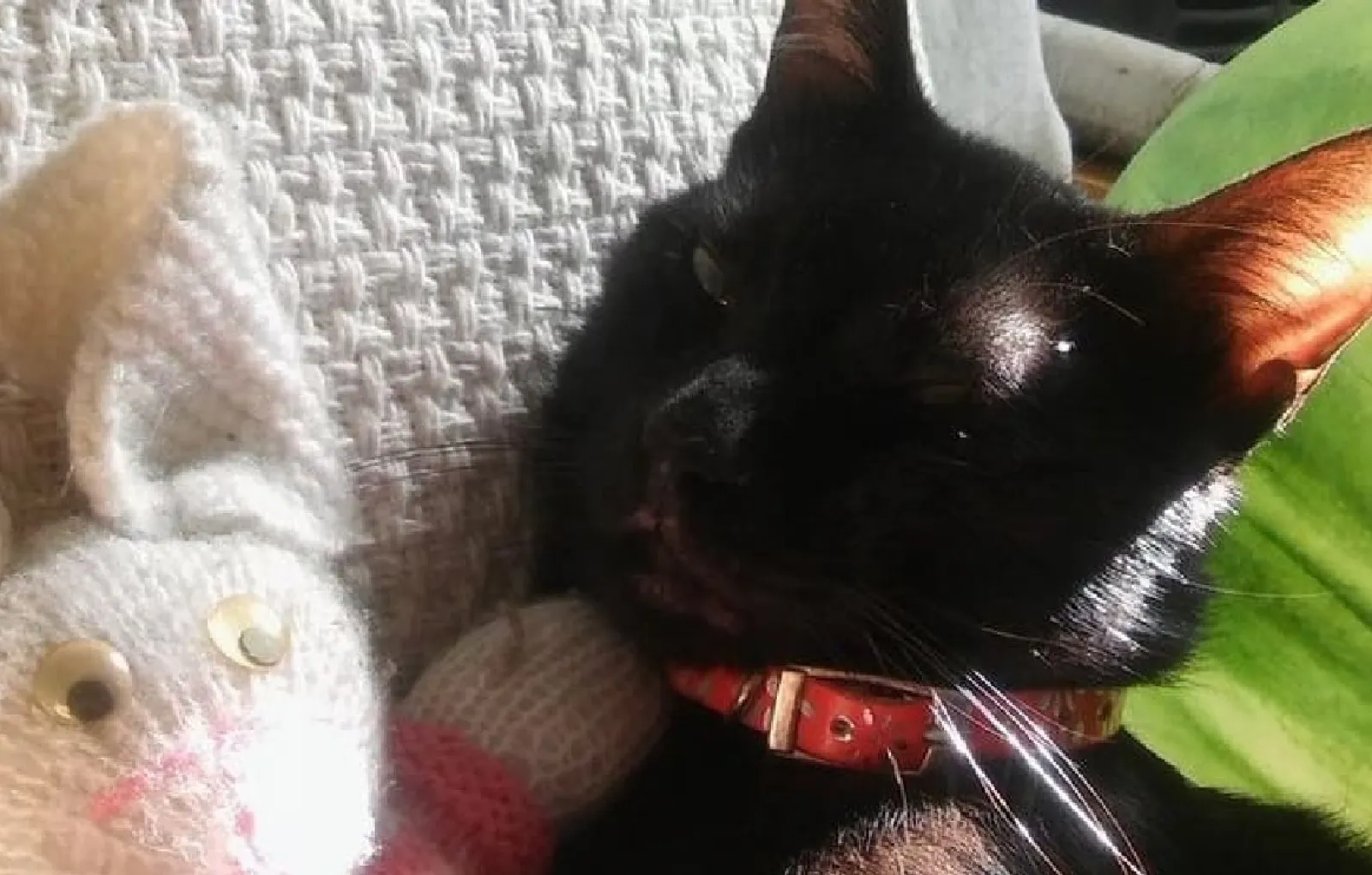 «Моя кошка всегда спит, обнимая своего кролика».