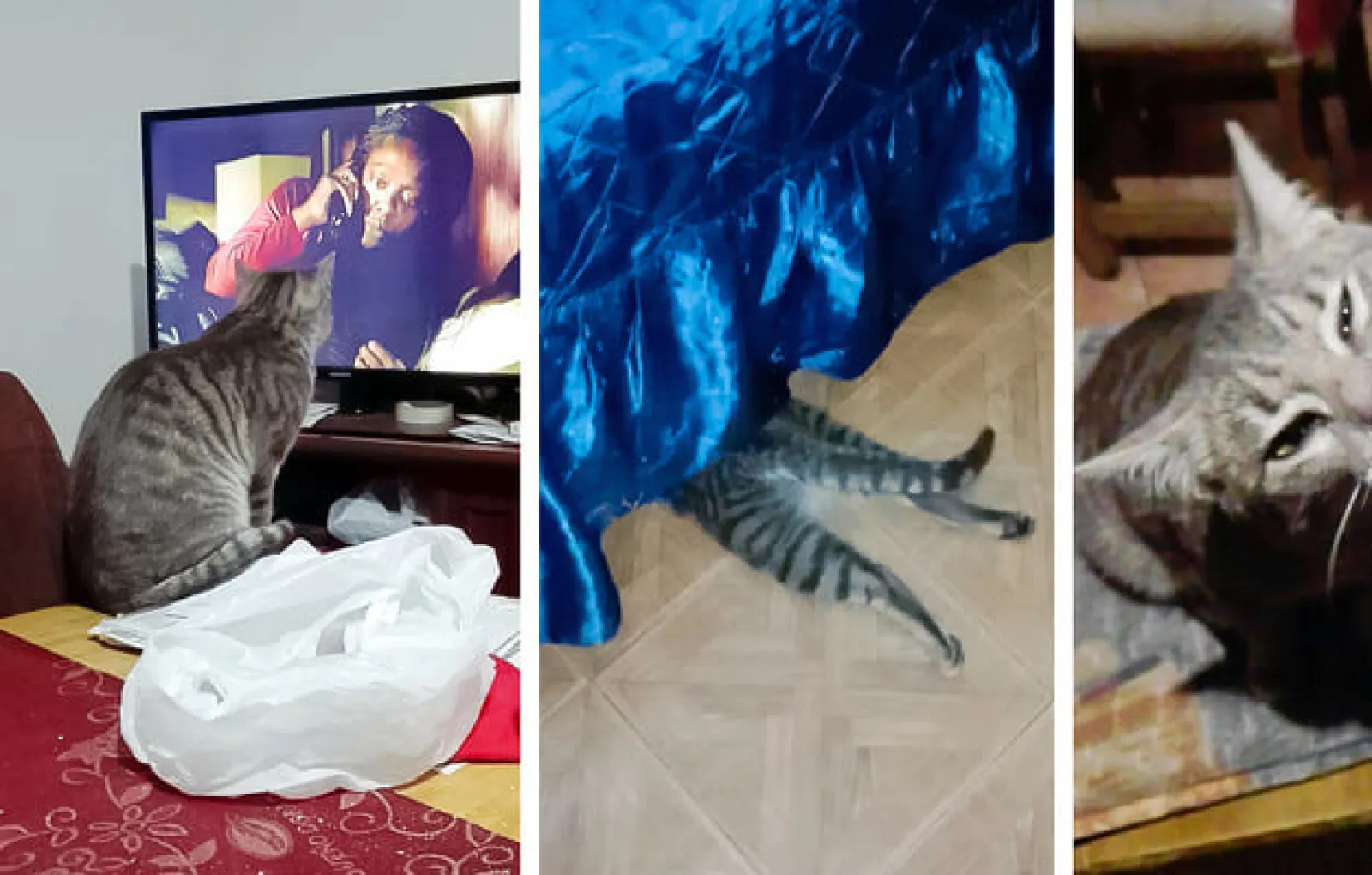 «Она смотрит телевизор, странно вытягивает лапы и грызет мои конспекты лекций».