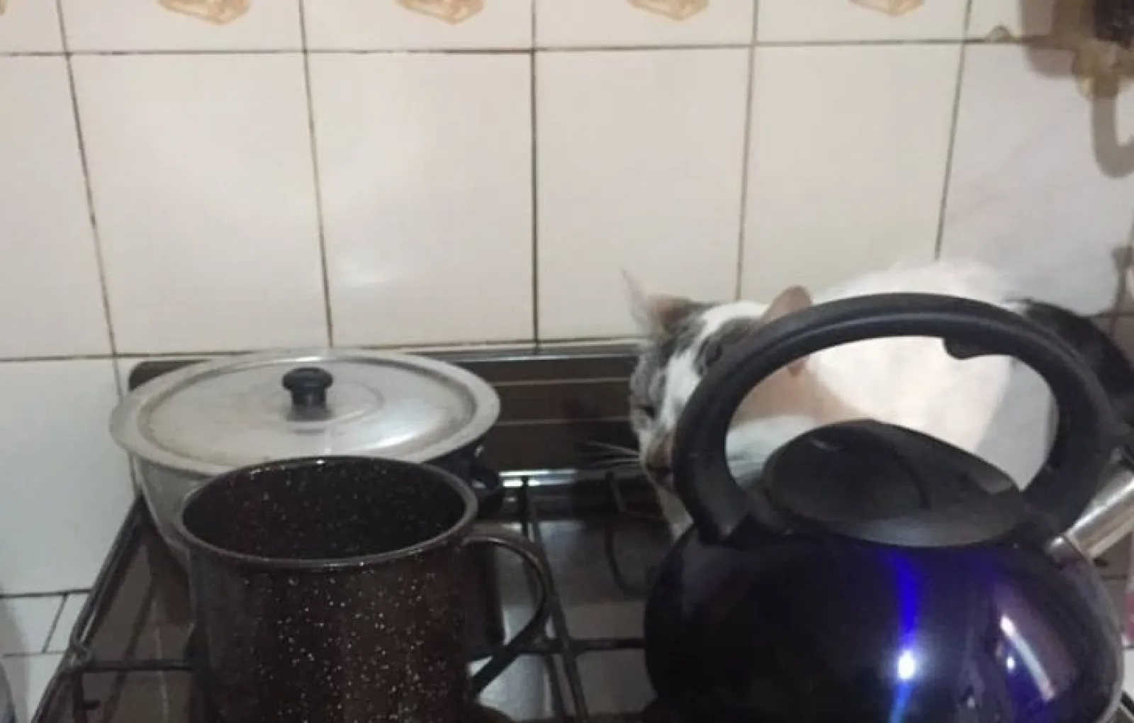 «Моему коту нравится спать на плите».