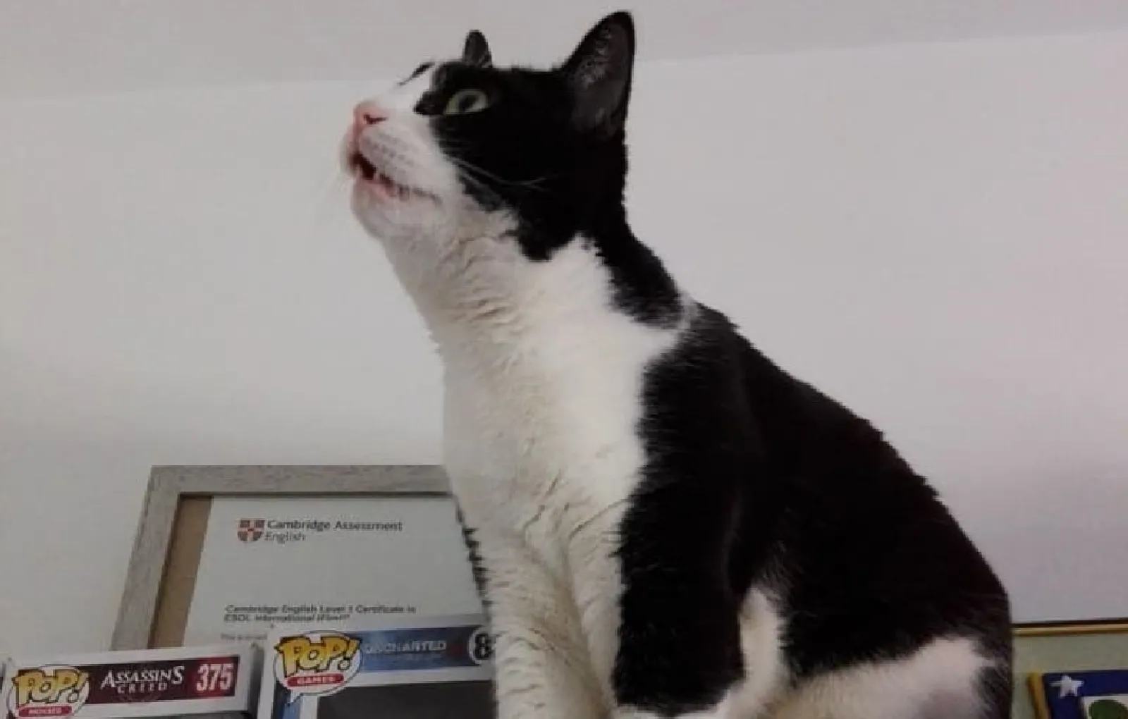 «Мой кот любит смотреть, как я играю в видеоигры».