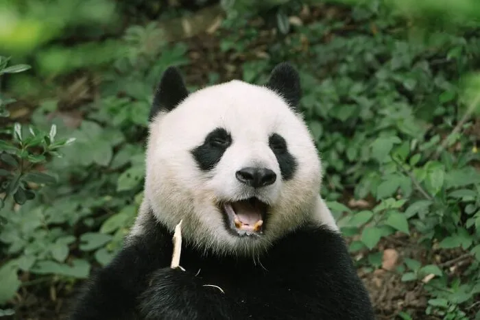 Пандам нужно по крайней мере 2 разных вида бамбука в их ареале, чтобы избежать голода.