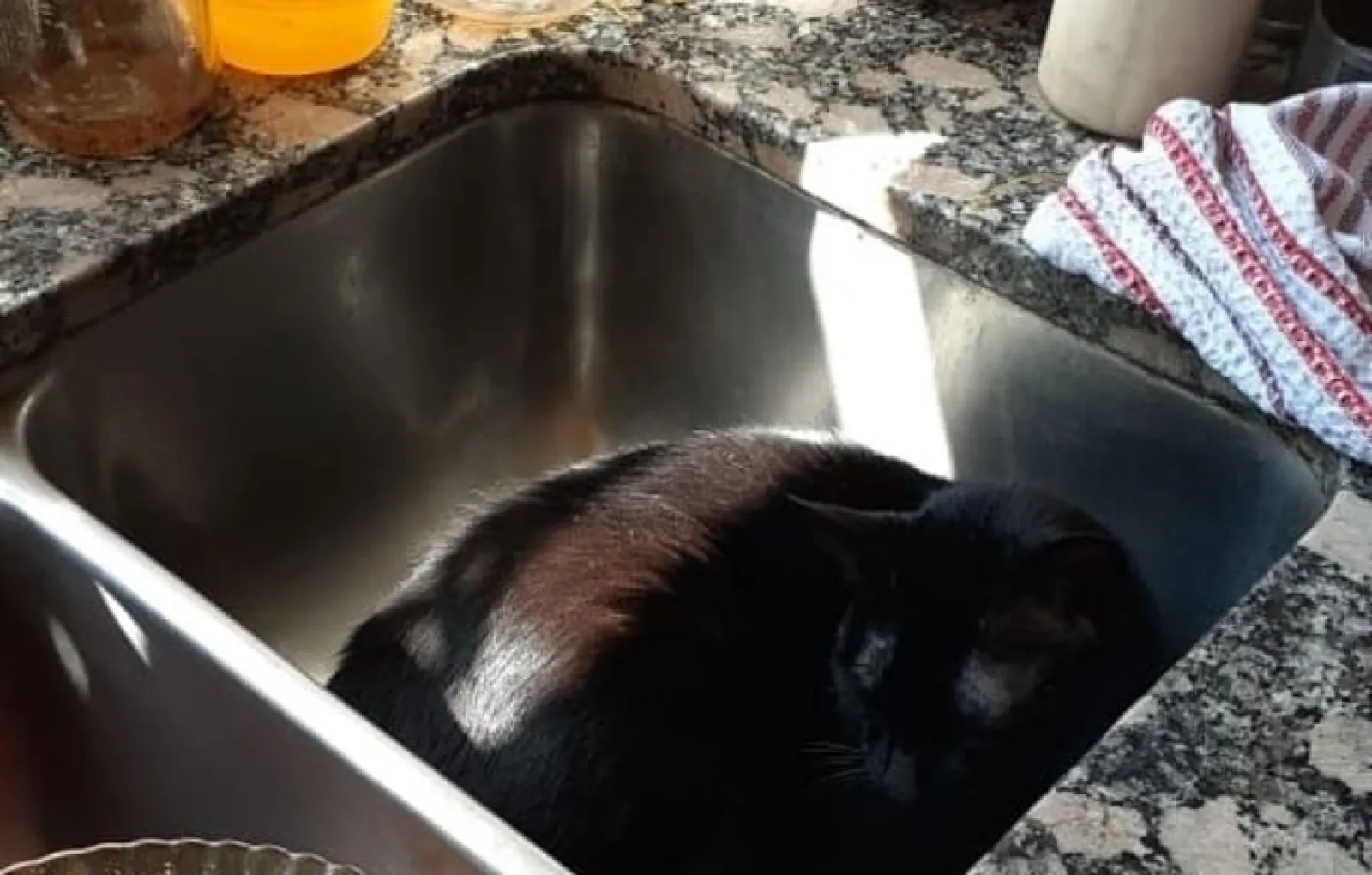 «Она обожает спать в раковине».