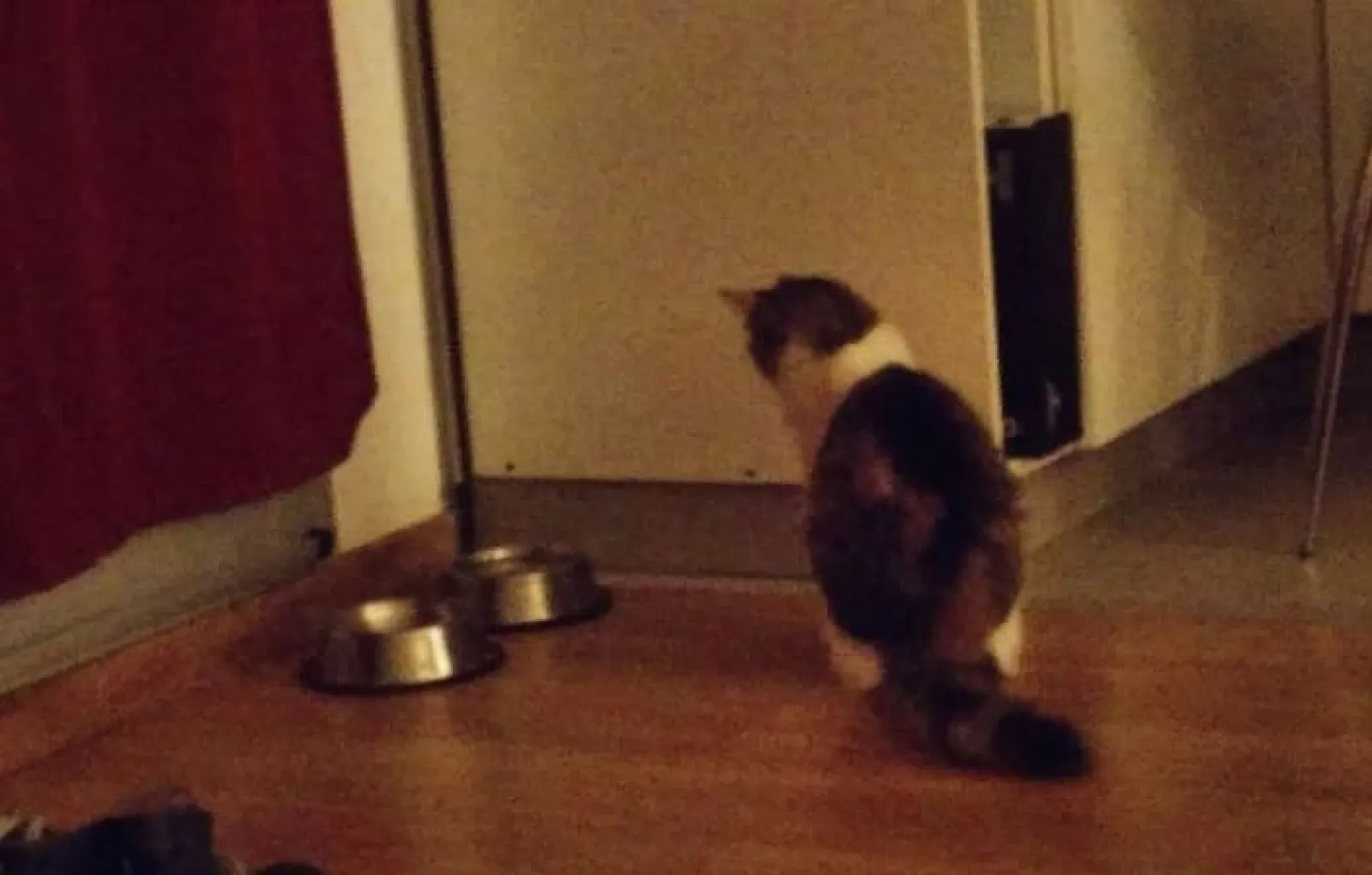 «Моя кошка Сюиза любит долго смотреть на свою миску с водой и время от времени нападать на нее».