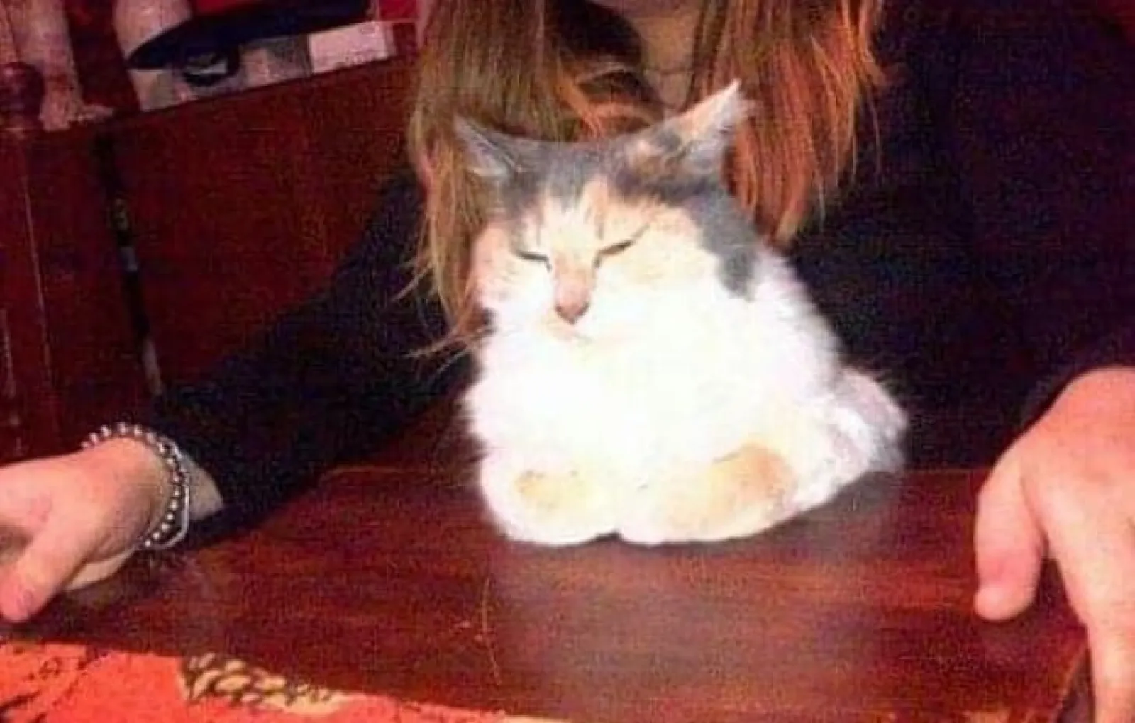 «Если в доме есть незнакомые люди, моя кошка начинает сидеть вот так — скрестив лапки на груди и состроив недовольную мордаху».