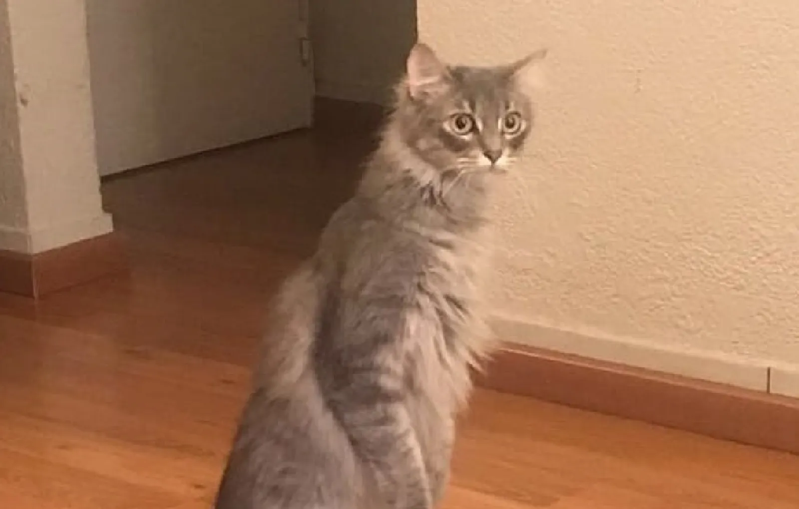 «Иногда мой кот думает, что он сурикат».