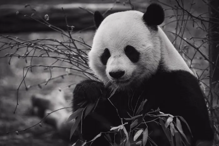 У панд отличный камуфляж для их среды обитания.