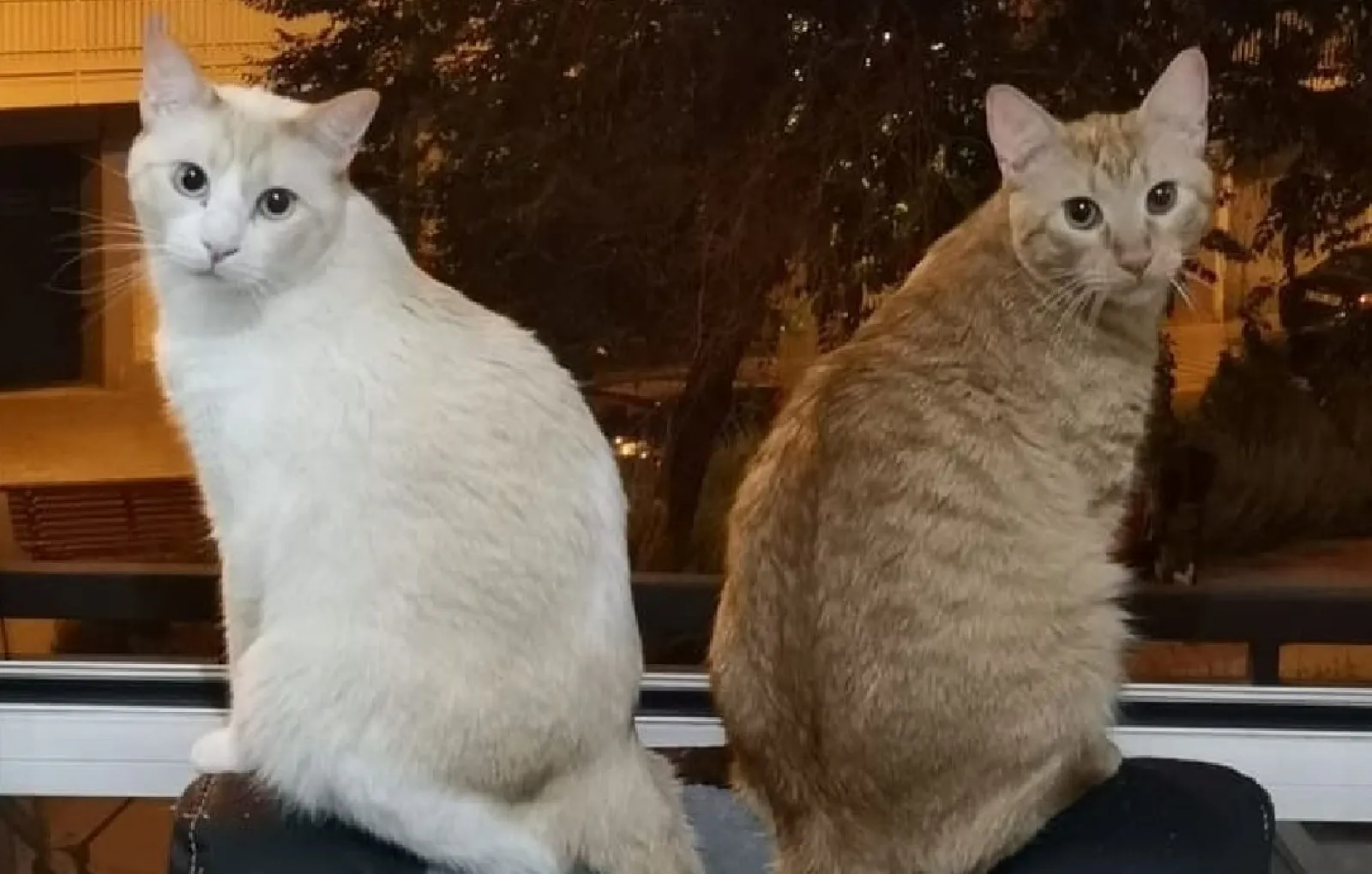 «Они постоянно симметрично садятся».