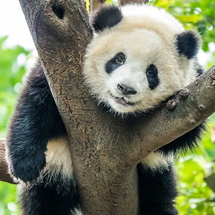 Панды умеют плавать и даже лазать по деревьям.