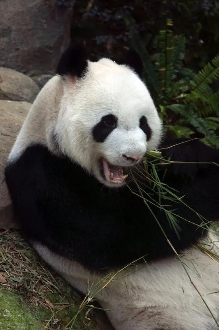 Научное название гигантской панды — Ailuropoda Melanoleuca, что означает «черно-белая кошачья лапка».