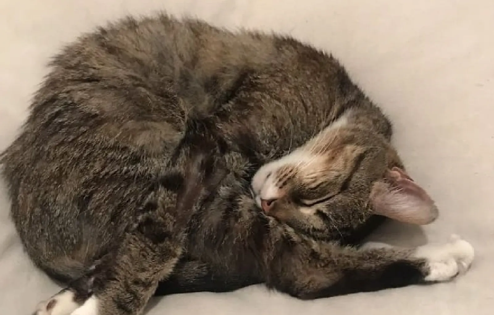 «Вот так спит моя кошка».