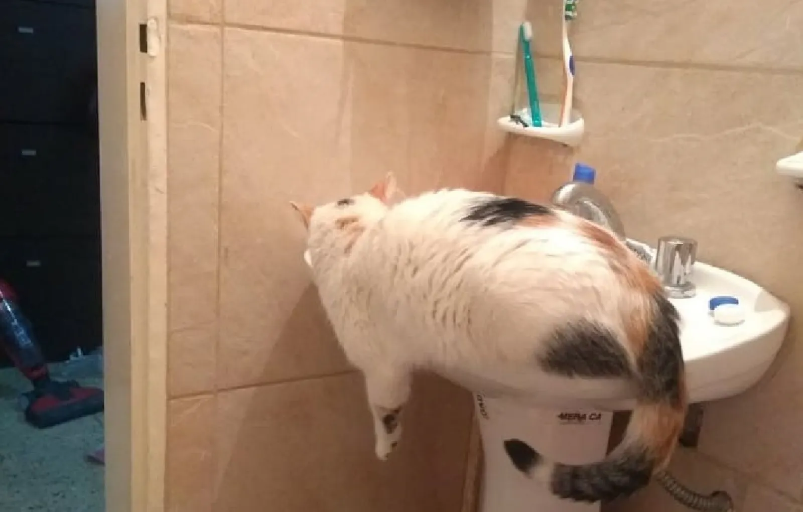 «Наш толстячок любит спать в раковине, свесив одну лапку».