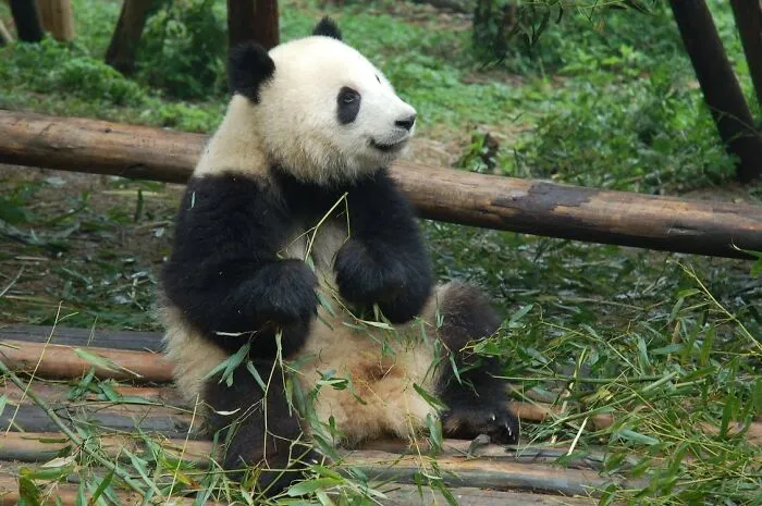 Гигантские панды могут ходить в туалет 40 раз в день из-за бамбука, который быстро усваивается. 