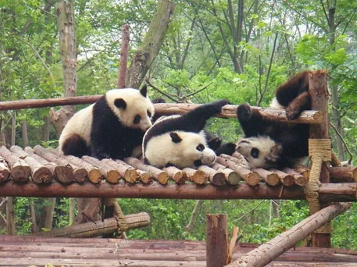 Если у матери-панды в дикой природе родиться двое детёнышей, она будет кормить только того, которого считает более сильным.