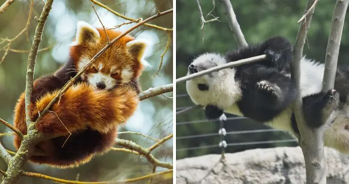 Гигантские панды и красные панды не имеют близкого родства.