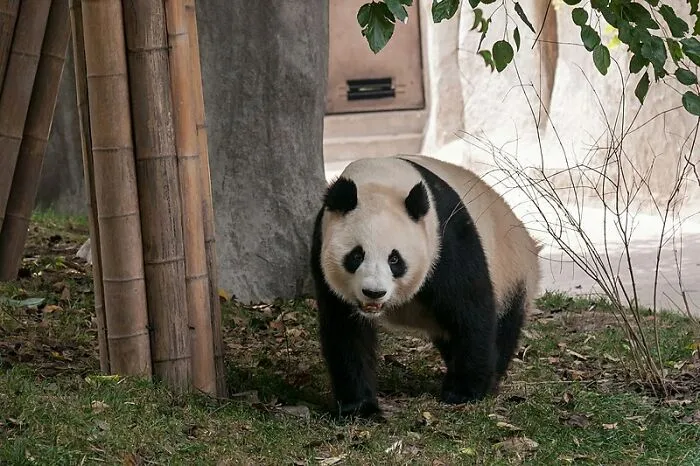 У самки панды может случиться ложная беременность. 