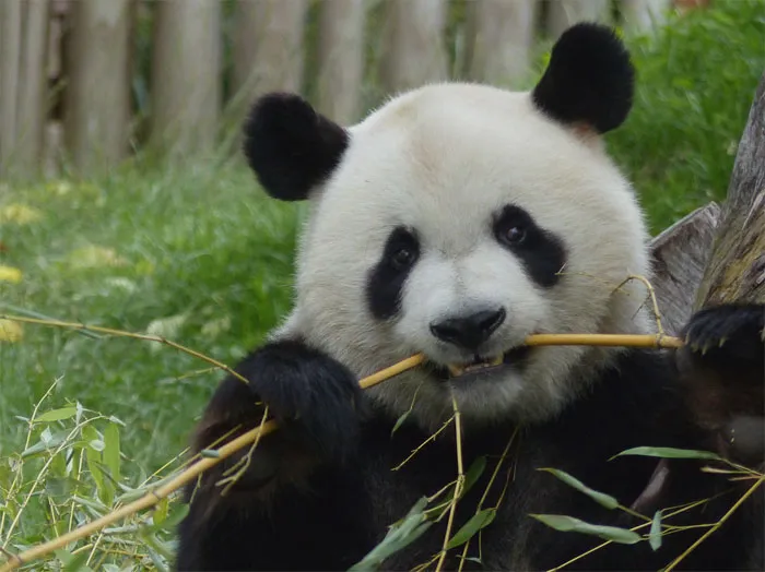 Укус панды невероятно силён. Его коэффициент силы укуса равен 151 .